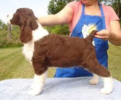 References from previous buyers are gladly provided. Foxboro Shutterfly Teegan English Springer Spaniel Stud Dog Owned By Susan Still Foxboro English Springer Spaniels Howell Michigan Usa