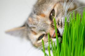 What Is Cat Grass Hill S Pet
