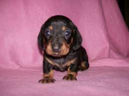 2,086 likes · 49 talking about this. Dachshund Puppies In Arkansas