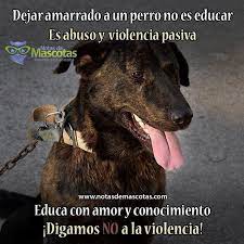 Siguenos En Instagram Mascotasdomesticas Mascotas Perros Frases Mascotas Frases