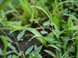 Image result for Zornia pratensis