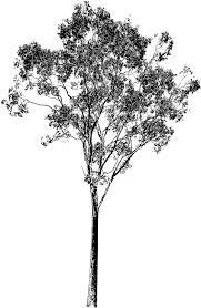 Doodles Clipart Clip Art Library Black And White Tree White Tree Branches Tree Branch Art