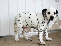 Why buy a dalmatian puppy for sale if you can adopt and save a life? Dalmatian Puppies For Sale Puppies Cute Adorable Puppies For Adoption Facebook