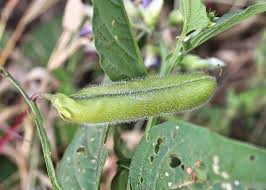 Image result for Crotalaria verrucosa