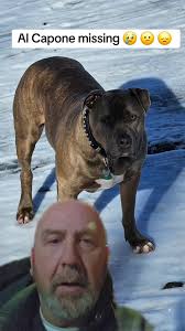 #greenscreen #alcaponedog #missing #capebreton #stgeorgeschannel #prayers
