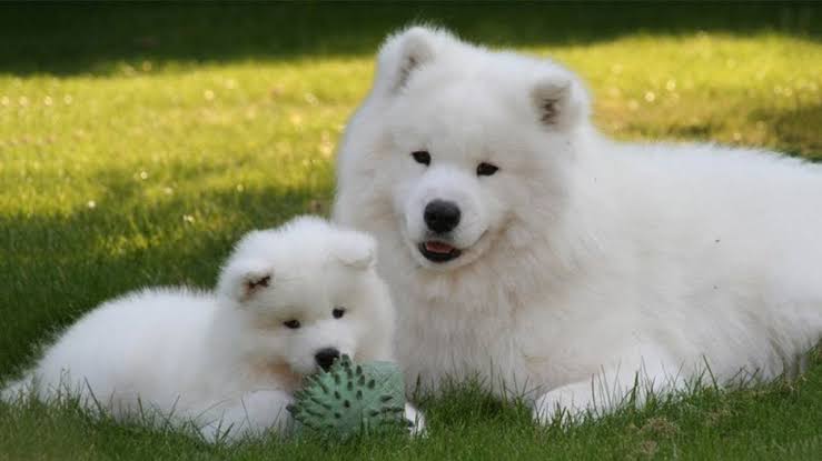 Image result for mom and baby dog"