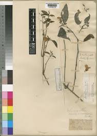 Image result for Mimulopsis runssorica