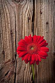 Red Gerbera Daisy Most Popular Flowers Popular Flowers Gerbera Daisy