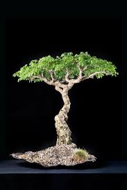 Image result for Acacia burkei