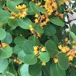 Image result for Pterocelastrus