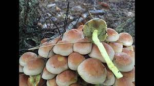 Only a small mossy mound in the forest floor remains to show that a tree was once here, but sulphur tuft mushrooms still continue to find something to feed upon. The Poisonous Sulphur Tuft Hypholoma Fasciculare Very Common Youtube