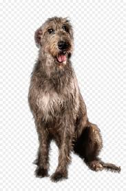 The source also offers png transparent images free: Cartoon Dog Png Download 1500 2250 Free Transparent Irish Terrier Png Download Cleanpng Kisspng