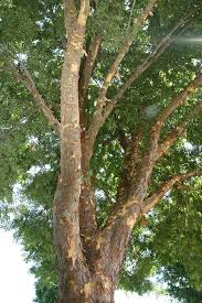 Drake elm tree bark is mottled with dark grey and brown colors and exhibits a peeling or exfoliating effect. Ulmus Parvifolia Chinese Elm Drake Elm Lacebark Elm North Carolina Extension Gardener Plant Toolbox