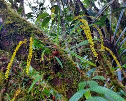 Image result for Orthochilus euanthus