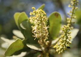 Image result for Pappea capensis