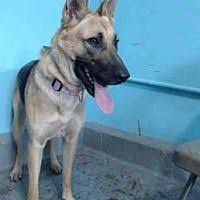 Black And Silver German Shepherd Puppies For Sale In Nc Baldwin Park California German Shepherd Dog Meet Kayla A For Adoption Https Www Adoptapet Com Pet 2172 German Shepherd Dogs California Dog Shepherd Dog