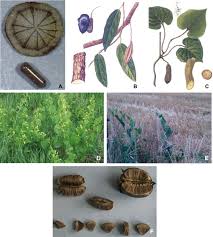 Or leschercheurs ont mis en présence des cellules tumorales issuesde cancers du sein et la molécule, baptiséeartémisine issue de la plante. Nephropathie Aux Acides Aristolochiques Nephropathie Aux Herbes Chinoises Sciencedirect