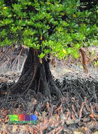 Image result for Ceriops