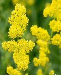 Image result for Galium verum