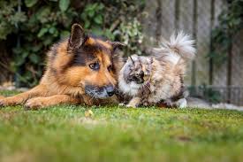 Hallo ist das erlaubt eine rollige katze zum kastrieren? Die Kastration Bei Katzen Vor Und Nachteile Lieblingstier