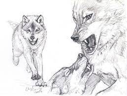 Wolf Fight Sketch Wolves Fighting Wolf Sketch Wolf Drawing