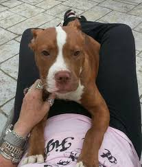 Interested in finding out more about the boxer? Dog For Adoption Hamburger A Pit Bull Terrier Boxer Mix In West Palm Beach Fl Petfinder