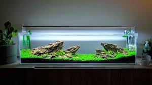 What kind of fish do you have? The 10 Amazing Desktop Fish Tanks Reviews Guide Of 2021