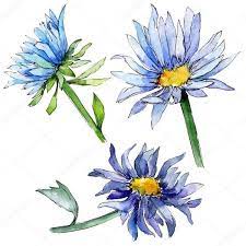 Aster Watercolour Painting Aster Flower Watercolor Flowers Aster Flower Tattoos