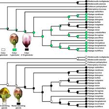 Image result for Flabellariopsis acuminata