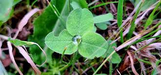 Image result for Trifolium wentzelianum