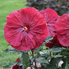 You'll love our great select of plants at the lowest prices. Hibiscus Blackberry Merlot Ppaf Walters Gardens Inc