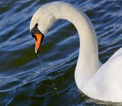 Nesting on arctic tundra and migrating long distances to favored wintering areas, this native swan was less affected by human settlement than was the trumpeter swan. The Mute Swan A Surface Beauty In New York Parks The New York Times