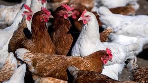 Die geflügelpest breitet sich unter den tieren rasend schnell aus. 6bnxly Pkaih M