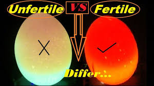 So my question is, how can you tell if an egg is fertilized or not? How To Check If An Egg Is Fertile Or Infertile Candle Light Test For Fertile And Infertile Eggs Youtube
