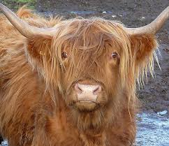 Kiss Me Quick By Braedene Cute Cows Scottish Highland Cow Scottish Cow