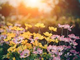 Dreams about flowers usually fall into the positive dreams category, but sometimes, dreams about flowers can have a negative meaning. What Does It Mean When You Dream About A Flower Garden