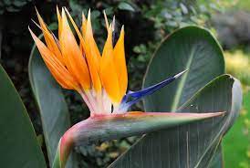 Bird Of Paradise 2 Strange Flowers Amazing Flowers Beautiful Flowers