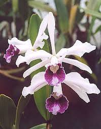 Bunganya yang berwarna putih berbentuk seperti bunga mawar dan berbau harum. Cattleya Wikipedia Bahasa Melayu Ensiklopedia Bebas