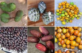 Image result for Anisophyllea boehmii