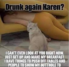 Pin By Karen Thompson On Darn It Karen Funny Cat Memes Cat And Dog Memes Funny Animal Pictures