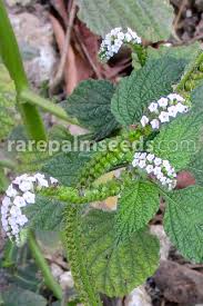 Image result for Heliotropium indicum