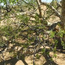 Image result for Commiphora tenuipetiolata