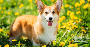 Find pembroke welsh corgi puppies and breeders in your area and helpful pembroke welsh corgi information. Corgi Puppies For Sale Singapore Puppies Sale In Singapore Petshop 700 Facebook Reviews