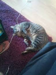 Un peu de place devenez famille d'accueil et permettez à certains de ces minous de retrouver la chaleur d'un foyer en attendant… <p>des chats errants et que nous recueillons restent 8 jours ouvrés chez nous afin d'essayer de retrouver leurs propriétaires nous pouvons en faire davantage pour leur. Tous Les Chats Fiv De L Ecole Du Chat Libre De Toulouse 31