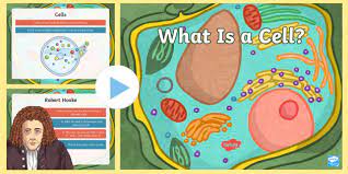 We did not find results for: What Is An Animal Cell Definition And Functions Twinkl