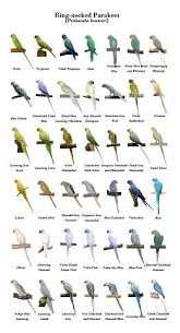 176 Best Psittacula Varieties Images In 2019 Parakeet