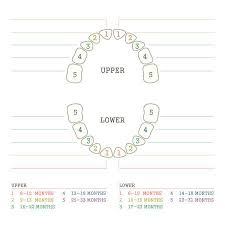 Vector Illustration Tooth Dental Chart Human Teeth Royalty