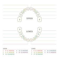 vector illustration tooth dental chart human teeth royalty