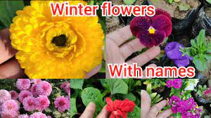 ^ state flowers of india. Winter Flower Plants With Names à¤‡à¤¸ à¤µ à¤Ÿà¤° à¤• à¤¨ à¤¸ à¤ª à¤§ à¤…à¤ªà¤¨ à¤˜à¤° à¤²à¤— à¤ Full Detail Youtube