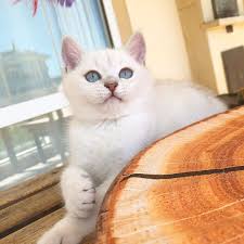 Pin On Scottishfold